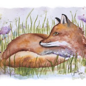 A watercolour print of a fox laying down